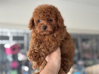 Petmode köpek çiftliğinden tea cup kore poodle