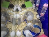 SEVİMLİ HAMSTER VE TÜM AKSESUARLARI ADRESE TESLİM