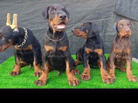 A şecere safkan doberman yavruları