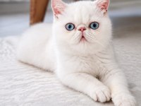 EXOTIC SHORTHAIR ERKEK