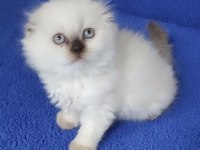 ÇOKOLETTE POİNT DİŞİ YAVRUMUZ YENİ SAHİBİNİ ARIYOR