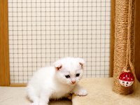 Yeni yuvasını bekleyen tatlış bir scottish fold