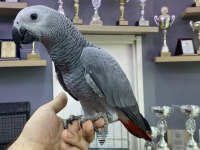 YASAL BELGELİ FATURALI BEBEK YAVRU JAKO PAPAĞANI