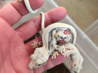 CRESTED GECKO YAVRULAR