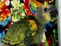 BLUE FRONT AMAZON PAPAĞANI BEBEK