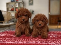 Sağlık Garantili Red Brown Toy Poodle Bebekler