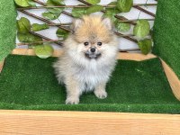 POMERANİAN KÖPEKLER