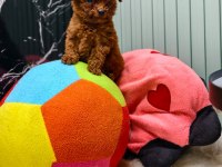 Antalya Kaliteli Poodle (her ile gönderim yapılır)