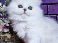 BRITISH LONGHAİR KEDİSİ BEYAZ