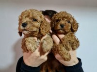 APRİCOT DİŞİ ERKEK POODLE YAVRULARIMIZ