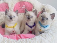 Maviş point British shorthair bebeklerim