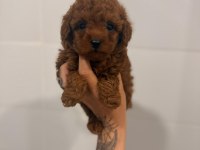 TOY POODLE YAVRULARI DİŞİ