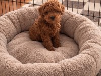 Orjinal garantili ev üretimi wc eğitimli poodle