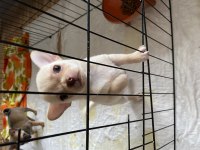 Chihuahua Bebekler