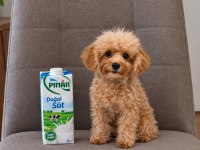 Teacup 6 aylık erkek poodle