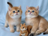 Ankaranın en elit golden british shorthair yavruları