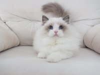 Full şecereli ragdoll yavruları