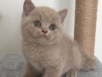 Safkan british fawn dişi