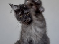 Wcf kayıtlı maine coon erkek black smoke