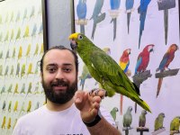 KAHKAHA ATAN EVCİL SARI ALINLI AMAZON PAPAĞANI