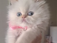 İran kedisi 2 aylık bebek