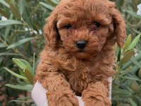 Minicik toy poodle