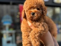 Kore Toy Poodle Yavruları