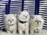 Exotic Shorthair Sevimli Yavrular