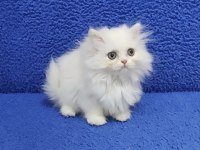 Long Hair Mavi Boncuk Silver yavrumuz teslime hazırdır