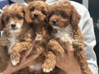 Ruhsatlı çiftlikde ziyarete açık maltipoo yavrular