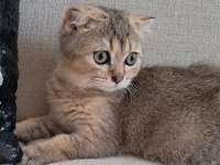 Scottish fold dişi kedimiz