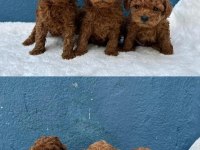 DENİZLİNİN EN GÖZDE POODLE BEBEKLERİ