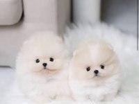 Orjinal Teacüp Pomeranian