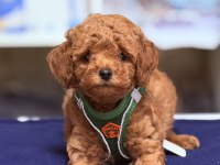 En güzel poodle bebeklerimiz sizlerle