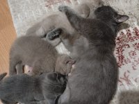 Yeni yuva aranmakta kedilerimize