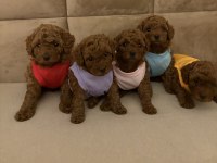 AŞILI WC EĞİTİMLİ 0 NUMARA POODLE YAVRULAR