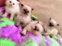 2 AYLIK DİŞİ VE ERKEK SAFKAN İRAN KEDİSİ YAVRULARI