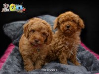 ORJİNAL TOY POODLE