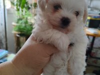 Maltese Terrier Yavrularımız Canlı Görerek Alabilirsiniz