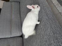 8 aylık Cüce Tavşan