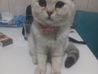 Blue point gri british shorthair yavrular