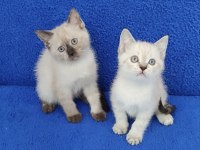 YENİ YUVASINA GİTMEYE HAZIR BRİTİSH PONÇİKLER