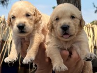 Golden retriever yavrularımız