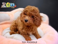 RED BROWN TOY POODLE BEBEKLER