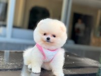 Pomeranian yavrularımız için ulaşın
