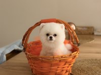 Ayı surat pomeranian boo