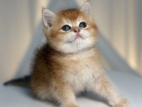 Show class golden yakışıklı british shorthair