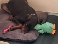 4 aylık doberman
