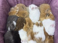 CÜCE NETHERLAND DWARF YAVRULARIMIZ