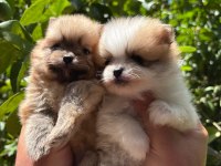 RUHSATLI İŞLETMEDEN SAFKAN POMERANİAN BOO